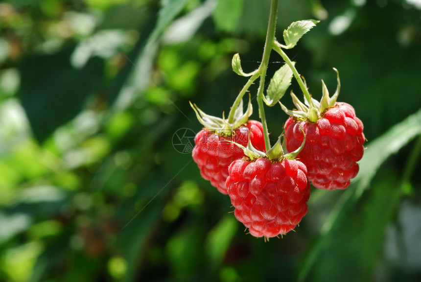 园中的草莓图片