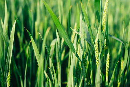 自然绿色背景麦穗在阳光下有机农业图片