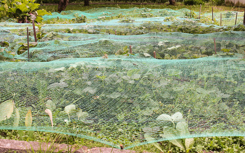 种植在温室和园圃里生长图片