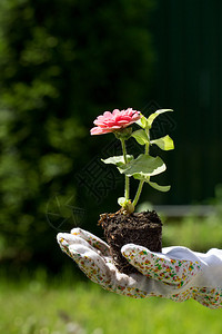 女孩手握着植物图片