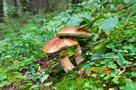 绿草丛中的森林蘑菇图片