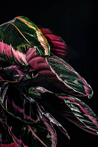 时尚的calathea植物图片