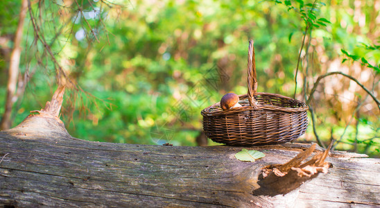 大篮子和蘑菇在秋天森林高清图片