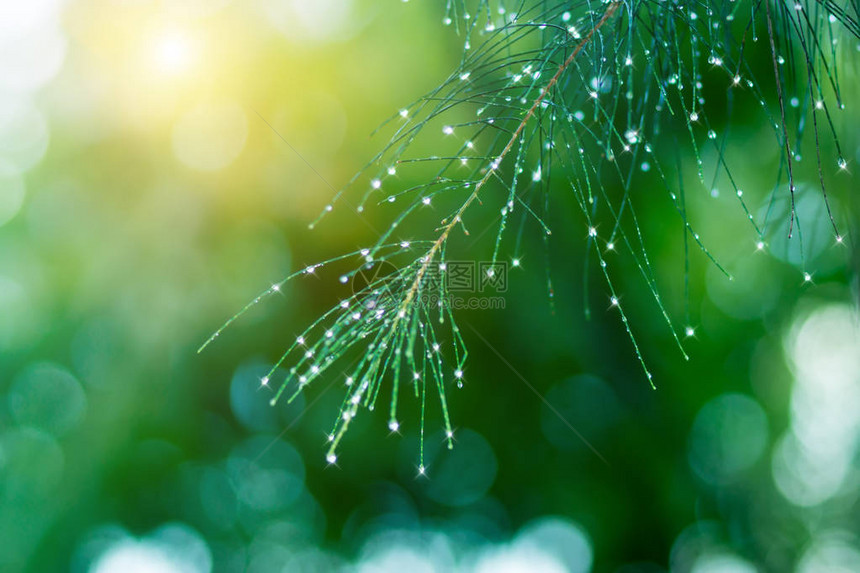 雨季阳光下松针上的水滴图片