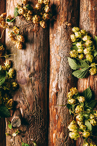 木制背景上绿叶啤酒花的顶视图背景图片