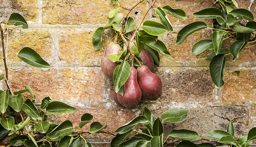 梨树枝和成熟的粉红梨图片