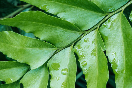 植物上有绿叶的绿色纹理背景图片