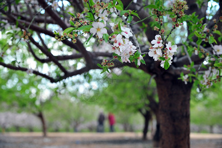 杏树在春天开花图片