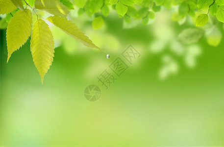 自然背景与叶子和一滴水图片