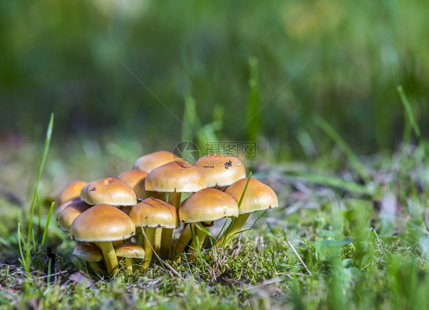 绿草上的蘑菇在老树桩上翻滚图片