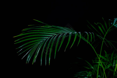 绿色棕榈叶黑色隔离图片