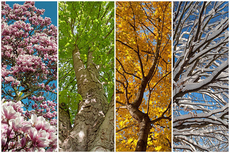 拼贴画中的四个季节图片