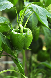 生长在庭院里的绿色甜椒图片
