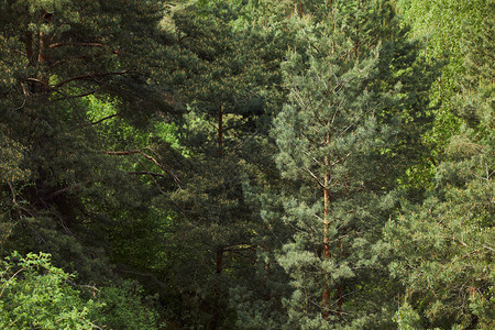 森林白天绿松树的鸟瞰图图片
