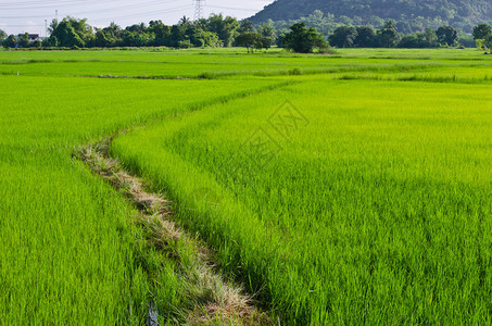 绿色稻田泰国图片