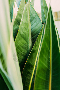 绿色热带树叶的特写镜头图片