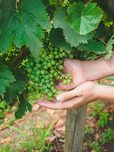 格鲁吉亚葡萄园中持有绿葡萄的人被图片