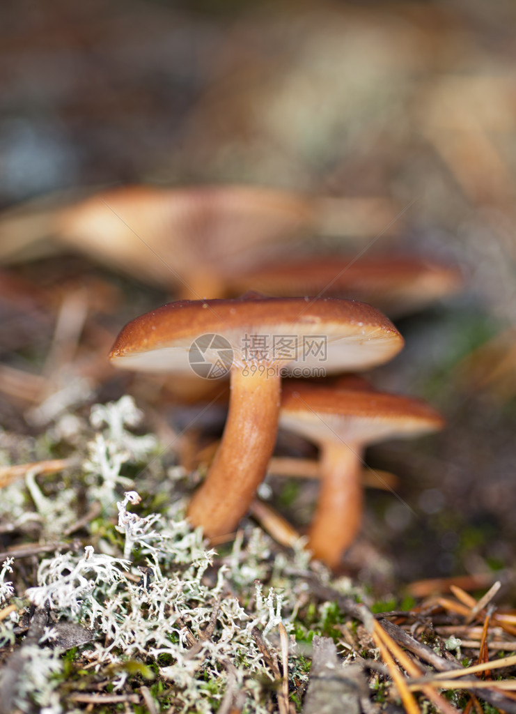 林木中的棕色蘑菇Lactarius图片