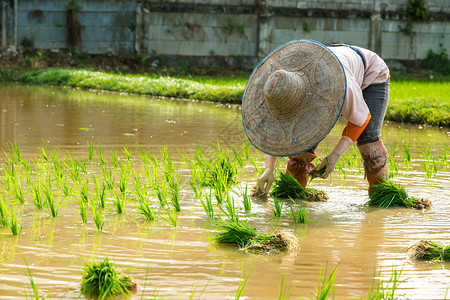 农民在田间插秧水稻种植工作图片