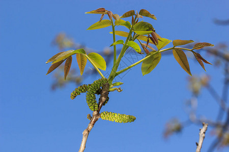 一棵小满洲核桃树的枝上的嫩叶图片
