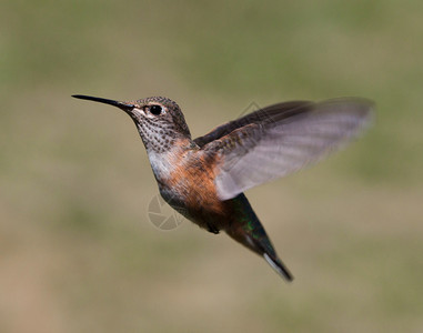 在飞行中途鸟蜂鸣鸟的近距离颜色图片