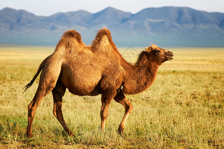 一只骆驼在蒙古图片