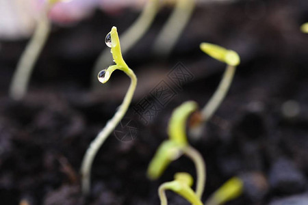 从地上生长的绿芽枯叶发芽的植物春图片