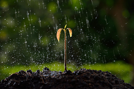 雨水中的绿芽图片