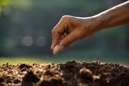 农民的手在土壤中播种图片