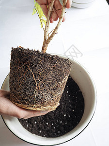 健康的植物根移植石榴图片
