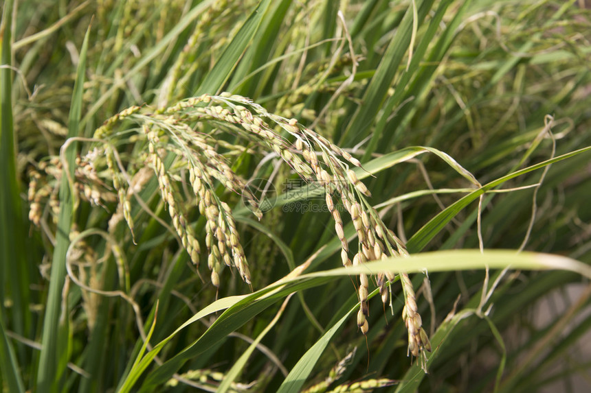 收割前水稻植株的近距离示意图图片