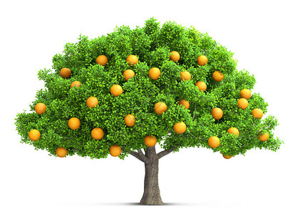 橙树隔离3D插图图片