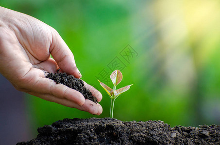 树苗手在土壤中种植新芽与日落关闭男手在绿色背图片