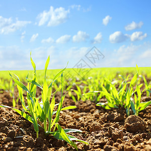 生长在土壤中的年轻小麦幼苗农业和农学主题田间有机食图片