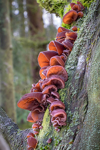 长莓树和模糊背景上的可食和健康的蘑菇图片
