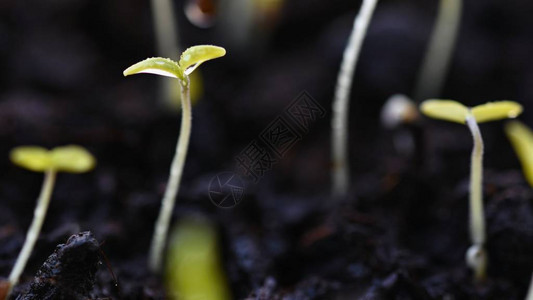 从地上生长的绿芽枯叶发芽的植物春图片