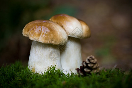 两个带绿色苔藓的小牛肝菌蘑菇图片