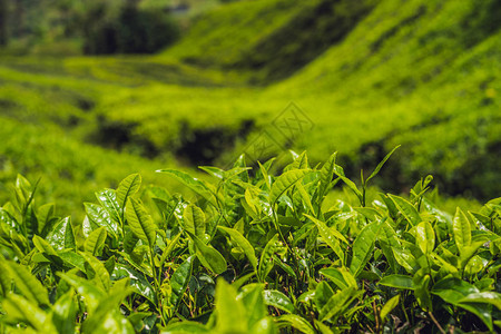 白天茶园里的绿茶芽和鲜叶图片