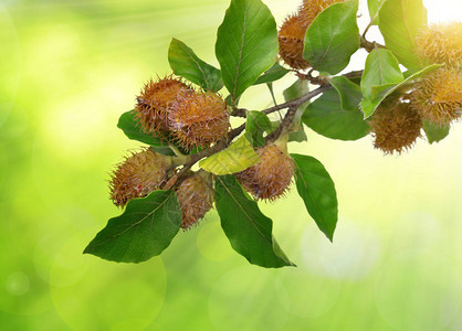 蜜蜂枝和花栗在绿图片