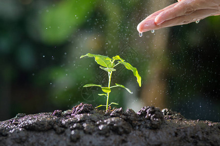 农业种植物植树苗人工培育和给生长在天然绿色本底肥沃土壤上的年轻植背景图片