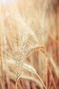 生长在农村的生小麦植物图片