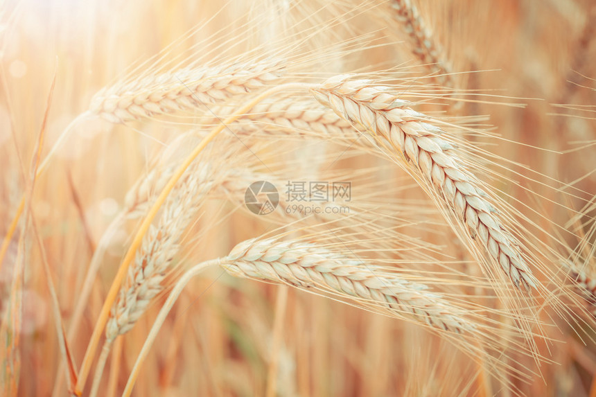 生长在农村的生小麦植物图片