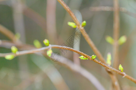 早春在细树枝上开芽图片