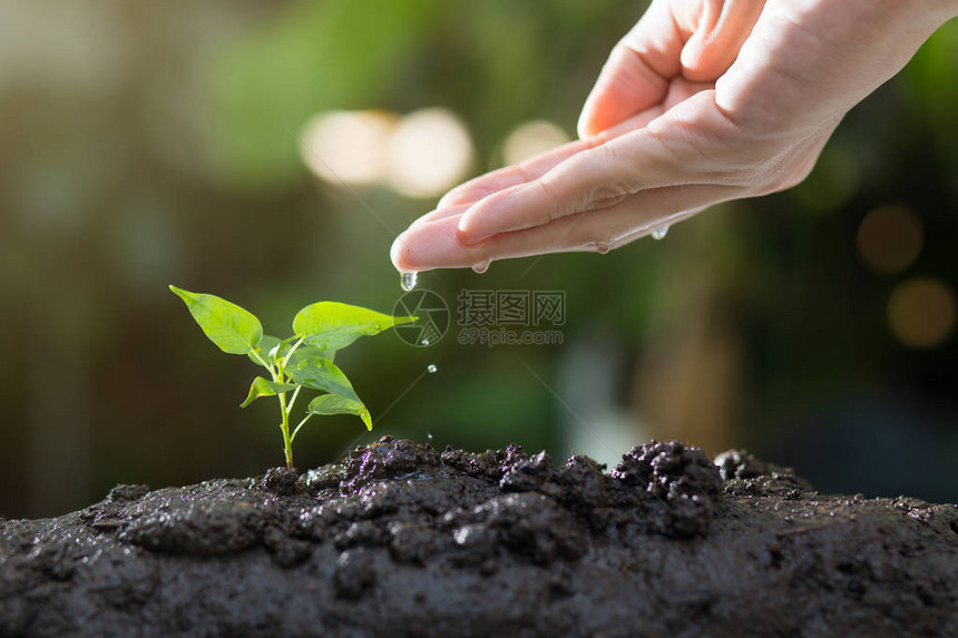 农业种植物植树苗人工培育和给生长在天然绿色本底肥沃土壤上的年轻植图片