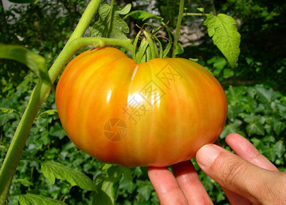 葡萄藤上的大未成熟橙色番茄图片