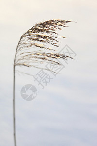 水生植物冬天图片