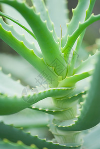 Aloevera植物封闭图片