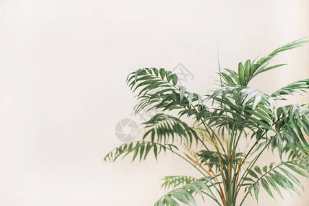 热带外表棕榈树枝面色苍白的蜜蜂背景图片