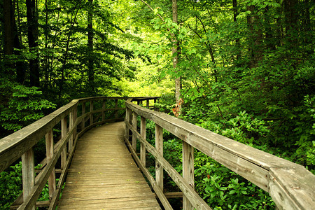 穿过森林的木桥图片