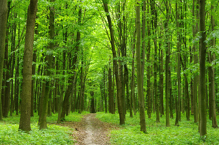 夏季绿色森林中的路径图片